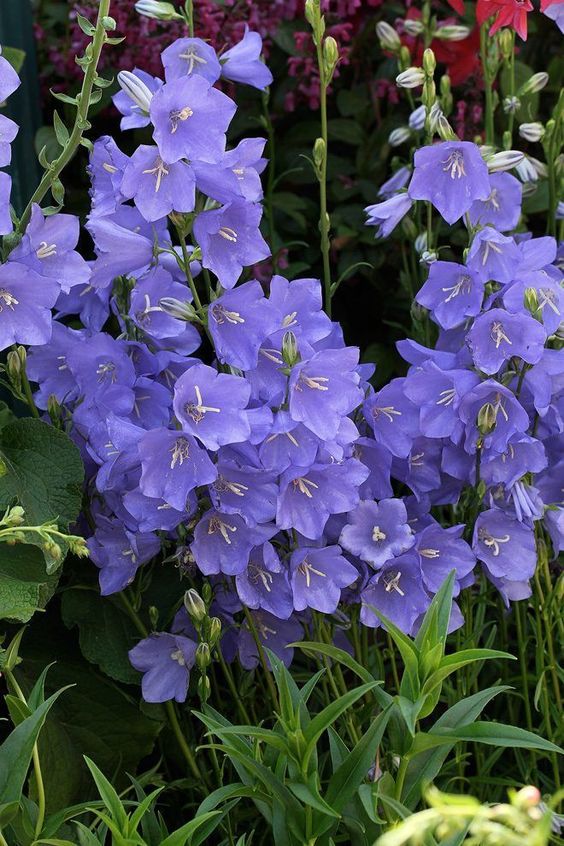 Campanula persicifolia Takion Blue (1426)